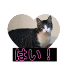 敬語(ΦωΦ)猫（個別スタンプ：13）