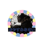 敬語(ΦωΦ)猫（個別スタンプ：14）