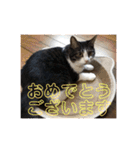 敬語(ΦωΦ)猫（個別スタンプ：16）