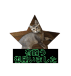 敬語(ΦωΦ)猫（個別スタンプ：17）