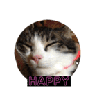 敬語(ΦωΦ)猫（個別スタンプ：18）