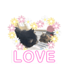 敬語(ΦωΦ)猫（個別スタンプ：19）