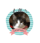 敬語(ΦωΦ)猫（個別スタンプ：21）