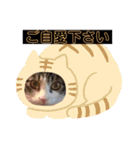 敬語(ΦωΦ)猫（個別スタンプ：23）