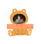 敬語(ΦωΦ)猫（個別スタンプ：24）