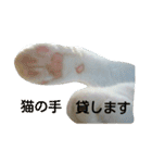 しろネコミーちゃん（個別スタンプ：1）