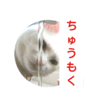 しろネコミーちゃん（個別スタンプ：2）
