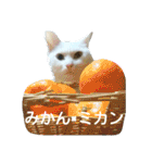 しろネコミーちゃん（個別スタンプ：3）