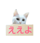 しろネコミーちゃん（個別スタンプ：4）