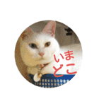 しろネコミーちゃん（個別スタンプ：6）
