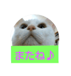 しろネコミーちゃん（個別スタンプ：7）