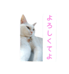 しろネコミーちゃん（個別スタンプ：8）