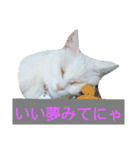 しろネコミーちゃん（個別スタンプ：9）