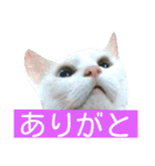 しろネコミーちゃん（個別スタンプ：10）