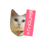 しろネコミーちゃん（個別スタンプ：11）