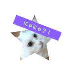 しろネコミーちゃん（個別スタンプ：13）