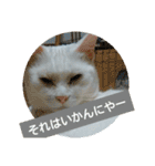 しろネコミーちゃん（個別スタンプ：14）
