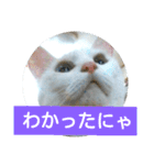 しろネコミーちゃん（個別スタンプ：16）