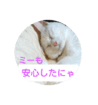 しろネコミーちゃん（個別スタンプ：17）