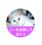 しろネコミーちゃん（個別スタンプ：18）