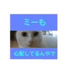 しろネコミーちゃん（個別スタンプ：19）