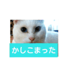 しろネコミーちゃん（個別スタンプ：20）