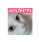 しろネコミーちゃん（個別スタンプ：22）