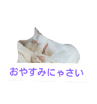 しろネコミーちゃん（個別スタンプ：24）