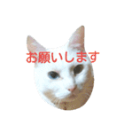 しろネコミーちゃん（個別スタンプ：29）
