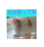しろネコミーちゃん（個別スタンプ：31）