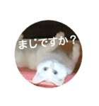 しろネコミーちゃん（個別スタンプ：32）