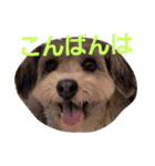あいさつ-2（個別スタンプ：2）