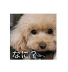 モモと一緒（個別スタンプ：1）