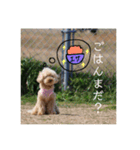 モモと一緒（個別スタンプ：4）