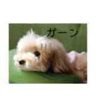 モモと一緒（個別スタンプ：6）