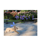 モモと一緒（個別スタンプ：11）