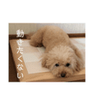 モモと一緒（個別スタンプ：13）