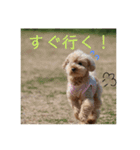 モモと一緒（個別スタンプ：15）
