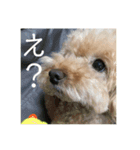 モモと一緒（個別スタンプ：16）