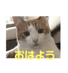 ねこちゃんの言葉(気持ち)（個別スタンプ：1）