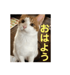 ねこちゃんの言葉(気持ち)（個別スタンプ：2）