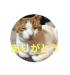 ねこちゃんの言葉(気持ち)（個別スタンプ：3）