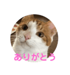 ねこちゃんの言葉(気持ち)（個別スタンプ：4）