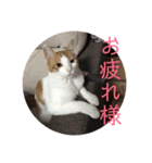 ねこちゃんの言葉(気持ち)（個別スタンプ：5）