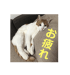 ねこちゃんの言葉(気持ち)（個別スタンプ：7）