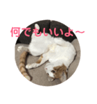 ねこちゃんの言葉(気持ち)（個別スタンプ：8）