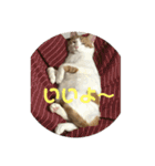 ねこちゃんの言葉(気持ち)（個別スタンプ：9）