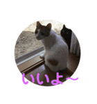 ねこちゃんの言葉(気持ち)（個別スタンプ：10）