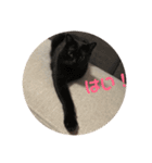 ねこちゃんの言葉(気持ち)（個別スタンプ：11）
