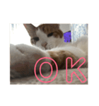 ねこちゃんの言葉(気持ち)（個別スタンプ：12）